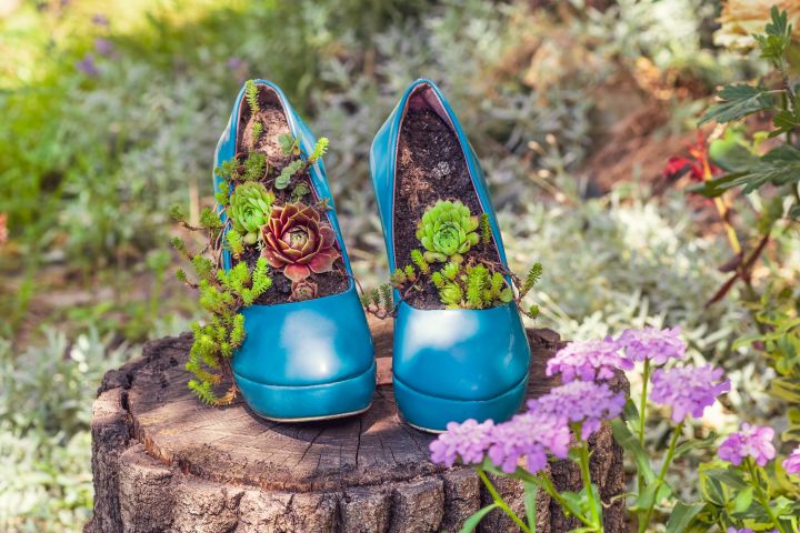 Abgetragene blaue Stöckelschuhe auf einem Baumstumpf. In Ihnen wachsen kleine Blumen. Upcycling Konzept.